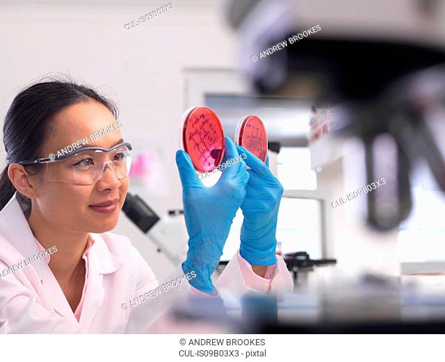 Scientist examining microbiological cultures in a petri dish
