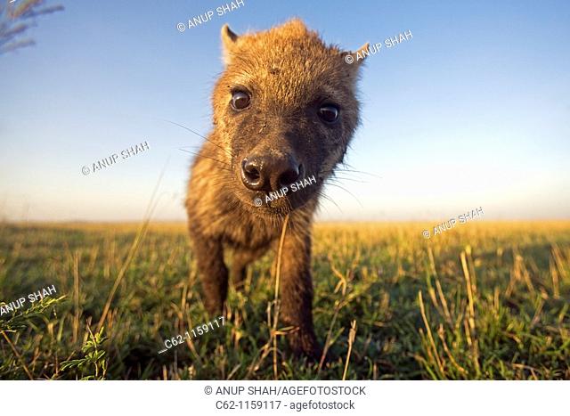 Spotted hyena (Crocuta crocuta) youngster approaching with curiosity -wide angle perspective-, Maasai Mara National Reserve, Kenya