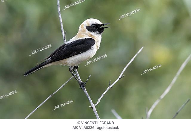 Adult male Western Black-eared Wheatear perched on a wall in Montehermoso, Extremadura, Spain. May 20, 2018