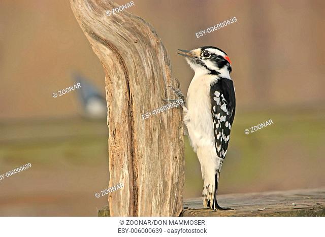 Downy Woodpecker (Picoides pubescens) male