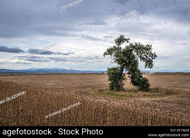 So called Running Tree funny shaped tree on the border of Sliven Province and Stara Zagora Province in Bulgaria