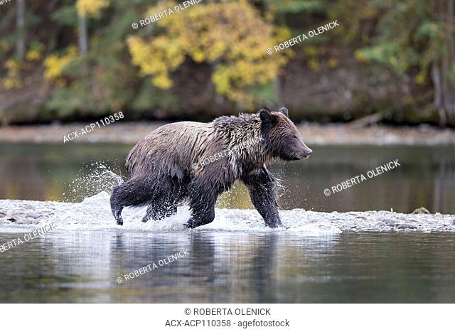 Grizzly bear (Ursus arctos horribilis), two-year old cub, Chilcotin Region, British Columbia, Canada
