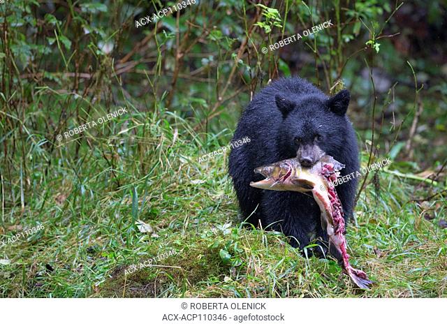 Black spirit bear (Ursus americanus kermodei), cub eating salmon (Oncorhynchus sp.), Great Bear Rainforest, British Columbia, Canada