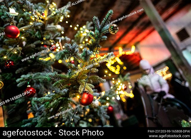 03 December 2023, Lower Saxony, Bad Harzburg: A decorated Christmas tree lights up at the Advent market at the thoroughbred stud farm