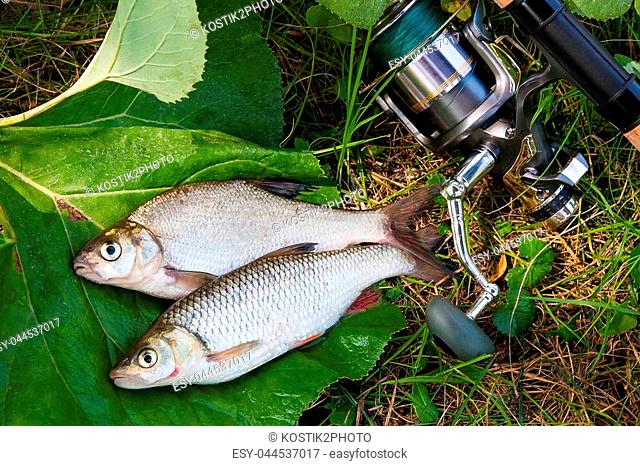 Several just taken from the water freshwater common bream known as bronze bream or carp bream (Abramis brama) and chub known as European chub (Squalius...