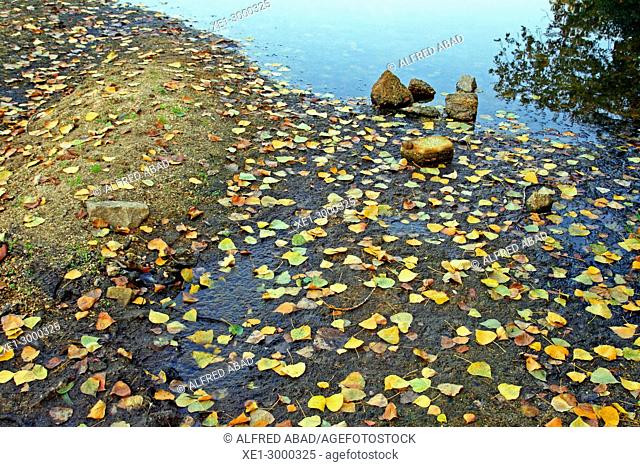 leaves in autumn, Tmega river, Amarante, Portugal