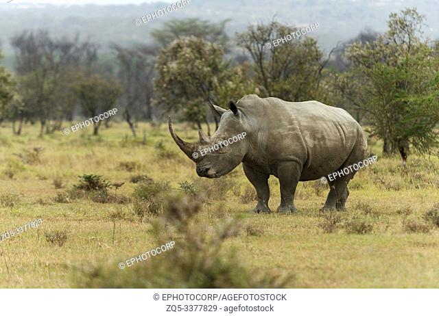 Endengered white rhino, Ceratotherium simum, Nakuru, Kenya, Africa