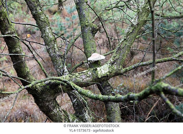 Birch and mushroom in Nature Reserve Leersumse Veld, Leersum, The Netherlands