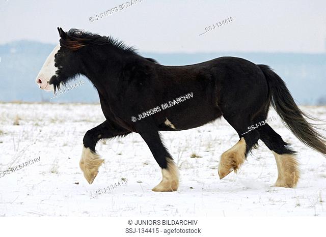 Shire horse - walking in snow