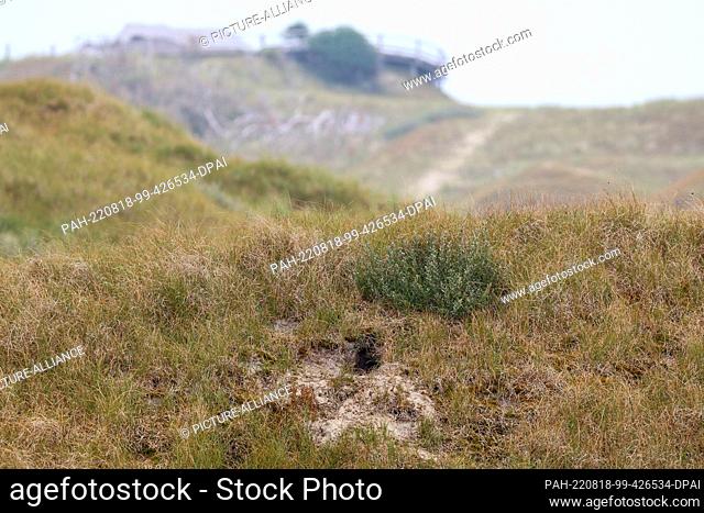17 August 2022, Lower Saxony, Norderney: The entrance to a rabbit hole can be seen in a dune in front of the so-called Thalasso platform