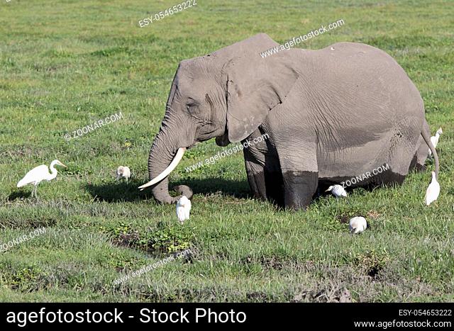 African elephant that feeds on a boggy meadow surrounded by herons and other birds