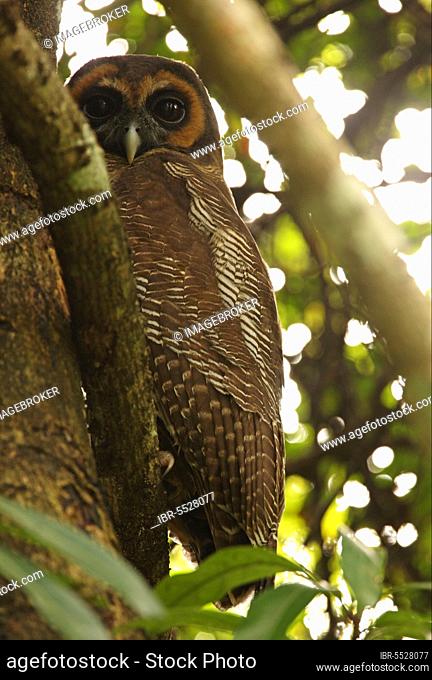 Brown tawny owl (Strix leptogrammica ochrogenys) endemic breed, adult, perches on a branch on roost during the day, Sri Lanka, Asia