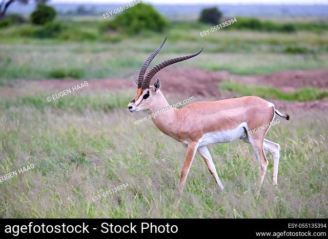 One antelope is standing beween the plants in the savannah