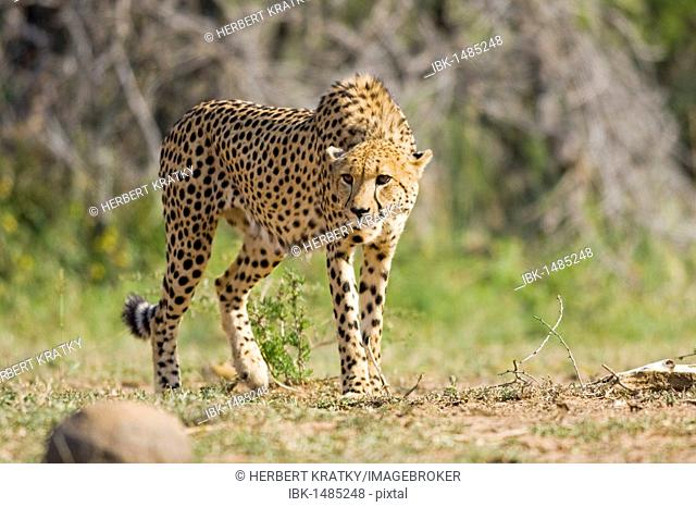 Cheetah (Acinonyx jubatus), Hluhluwe-Imfolozi National Park, South Africa, Africa