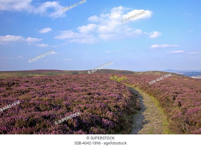 United Kingdom, England, Shropshire, Flowering purple heather on Long Mynd in August