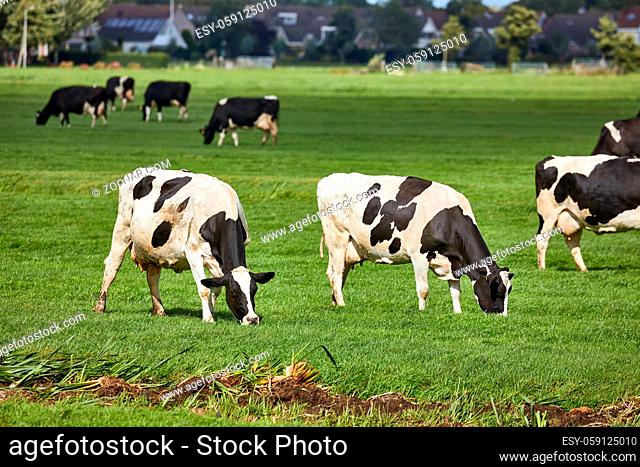 Cows grazing the fresh grass