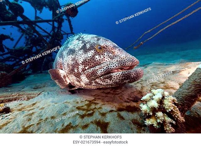 Malabar grouper in the Red Sea