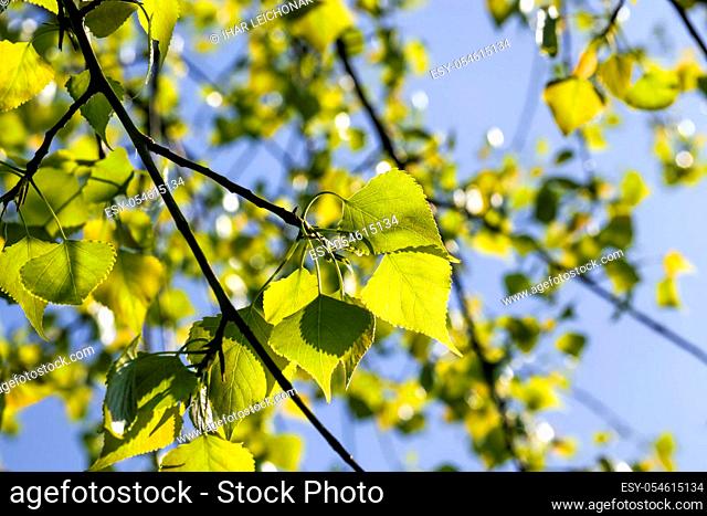 birch leaves illuminated by sunlight in the spring season, real natural birch foliage