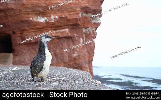 14 June 2021, Schleswig-Holstein, Helgoland: A guillemot chick is looking for its parents after its jump from the guillemot rock
