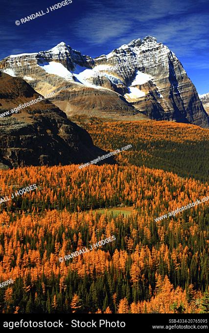 Odaray Mountain and Golden Larch in Opabin Plateau in the Lake OHara Region of Yohoo National Park in British Columbia Canada