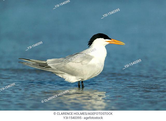 Royal Tern Sterna maxima standing in shallow water at Fort Desoto Park, Tierra Verde, Florida, USA