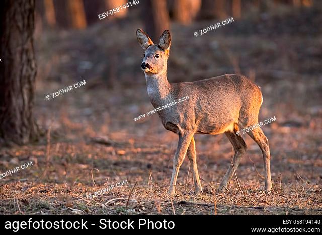 Roe deer, capreolus capreolus, doe walking through a forest at sunset. Wildlife scenery form woods with space for copy