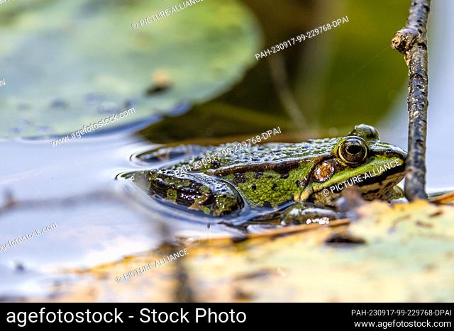 17 September 2023, Saxony, Dahlen: A pond frog sits in front of a branch sticking out of the water. Photo: Frank Hammerschmidt/dpa