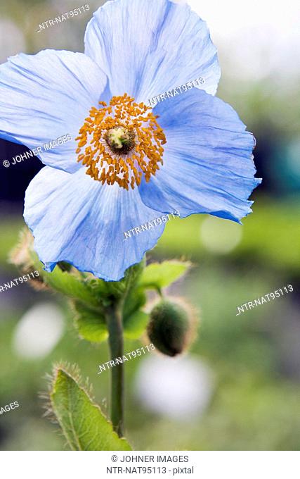 Close-up of Himalayan blue poppy