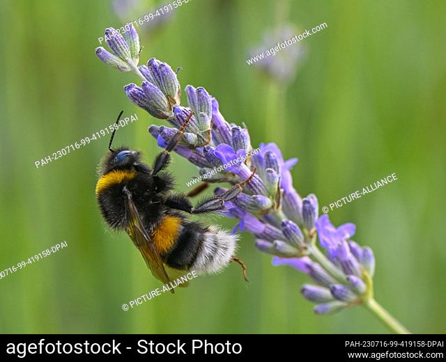 PRODUCTION - 10 July 2023, Brandenburg, Grimme: A bumblebee searches for nectar on lavender flowers in a field of the Polish farmers Joanna and Karol Olszewski...