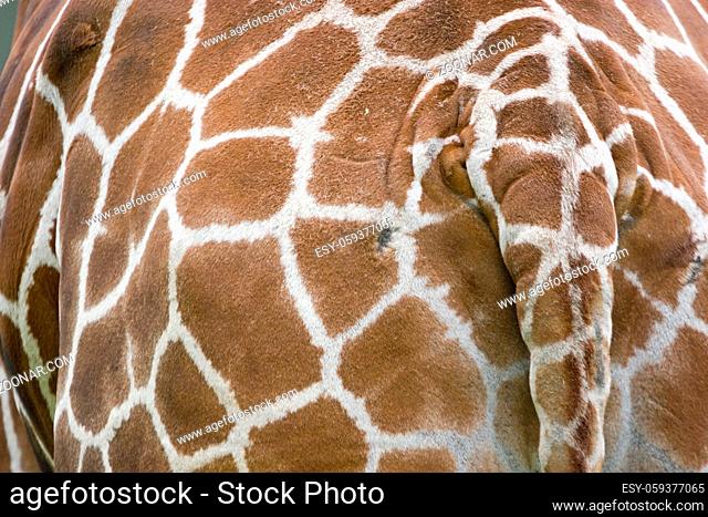Das netzartig gemusterte Fell ist ein Alleinstellungsmerkmal der Giraffe