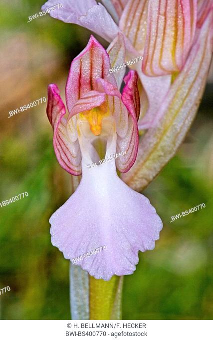 Butterfly orchis (Orchis papilionacea, Anacamptis papilionacea), single flower