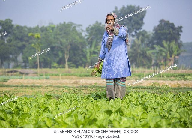 A farmer picking green fresh spinach at Jessore, Bangladesh