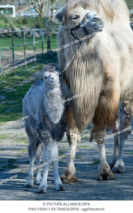 10 April 2019, Mecklenburg-Western Pomerania, Stralsund: A few days old oaf baby steps in front of mother Kira over a pasture in Stralsund Zoo