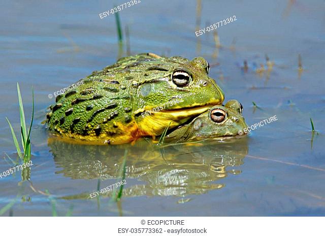 A pair of African giant bullfrogs (Pyxicephalus adspersus) mating, South Africa