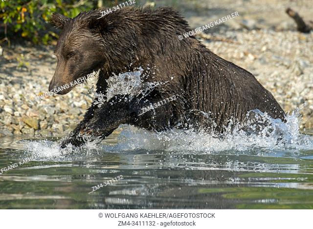 A Brown bear (Ursus arctos) is fishing for salmon along the shore of Lake Crescent in Lake Clark National Park and Preserve, Alaska, USA