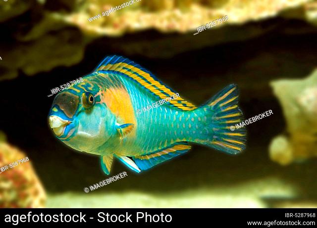 Parrot Fish (scarus) sordidus, Adult