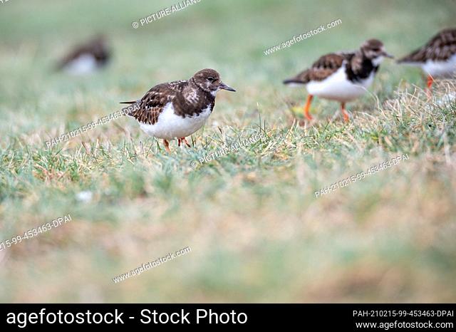 10 February 2021, Lower Saxony, Wilhelmshaven: Turnstones (Arenaria interpres) in slack dress search for food on a meadow at the southern beach