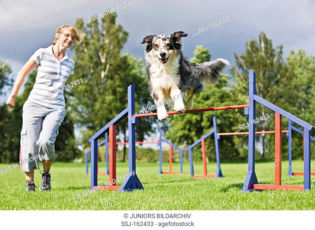 Agility : Australian Shepherd dog jumping over hurdles