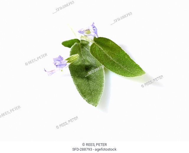 Sage leaves with flowers