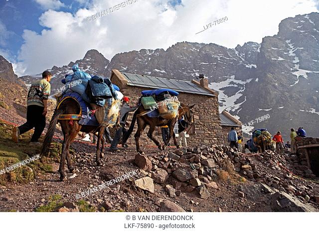 A trekking group and their mules arriving at the refuge LÚpiney, Morocco, North Africa