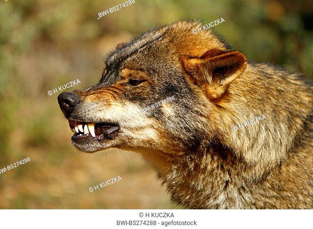 Iberic Wolf, Iberian Wolf Canis lupus signatus, snarling, Spain