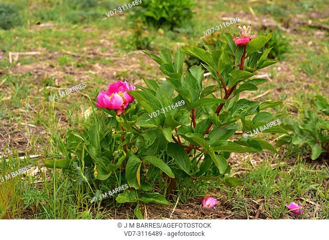 Rosa alabardera (Paeonia broteri or Paeonia broteroi) is a perennial herb endemic to Spain and Portugal. This photo was taken in Arribes del Duero Natural Park
