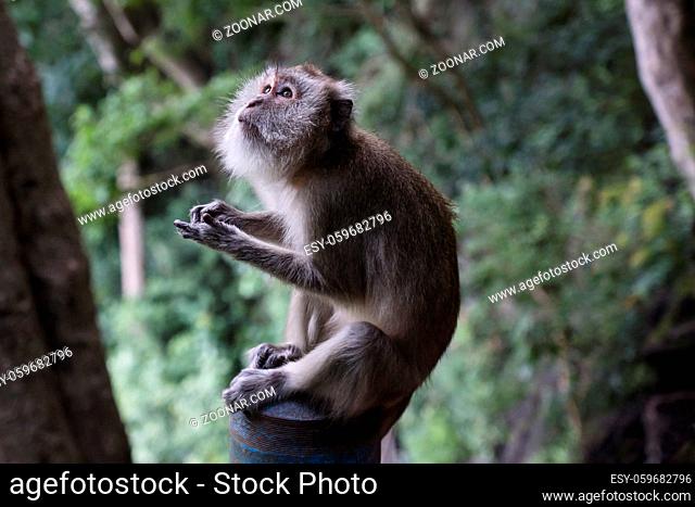 Grey temple monkey sitting in the jungle of Wat Thama Sua, Krabi, Thailand