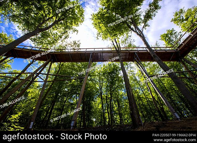27 May 2021, Mecklenburg-Western Pomerania, Heringsdorf: Employees are on the 1, 350-meter-long Usedom treetop path. At a height of about 23 meters