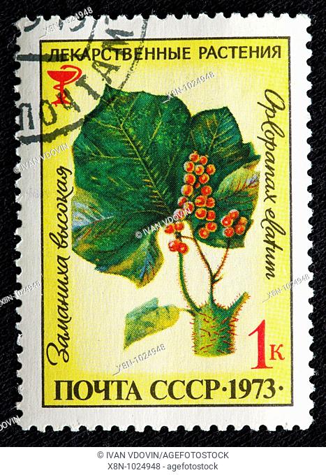 Oplopanax elatum Echinopanax elatum nakai, drug plants, postage stamp, USSR, 1973