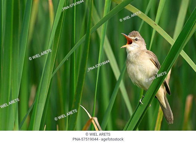 Great Reed-Warbler (Acrocephalus arundinaceus), Warblers (Sylviidae), Songbirds (Passeriformes), Birds (Aves), fauna -