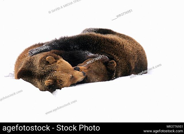 Two Brown bears (Ursus arctos) playing in snow, Bavarian Forest National Park, Bavaria, Germany