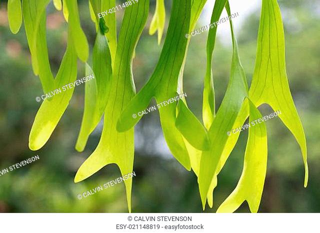 Staghorn fern close up