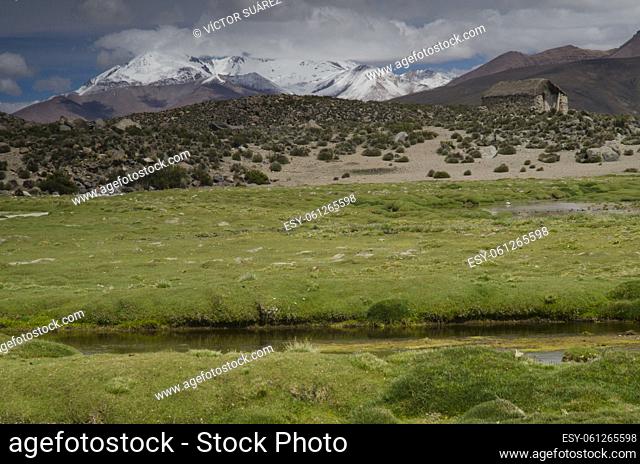 Lauca National Park. Arica y Parinacota Region. Chile