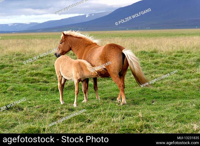 Icelandic horses (Equus ferus caballus), mare with suckling foal, Litla a, Akureyri, Northern Iceland